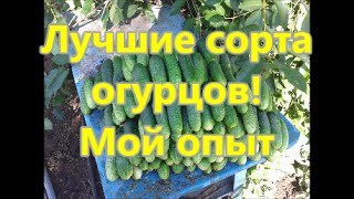 Переезд в деревню - Лучшие сорта огурцов! Мой опыт(Лучшие сорта огурцов, которые я выращивала у себя на огороде за 7 лет. Все мои видео : https://www.youtube.com/channel/UC2-0_iAEesc..., 2016-01-29T10:04:04.000Z)