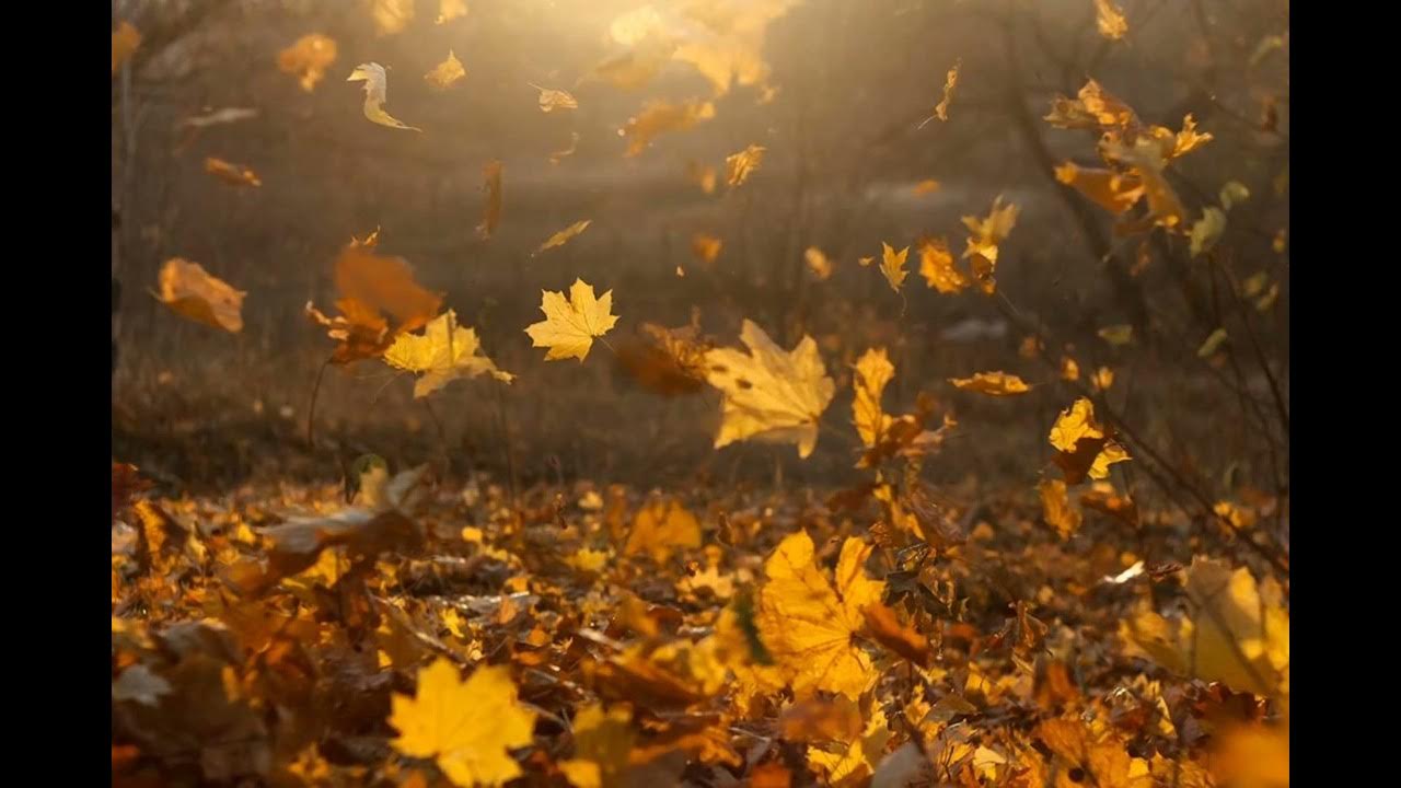 У деревьев шелестят листья. Осень ветер. Осень листопад дождь. Осенние листья на ветру. Осенний листопад гифки.