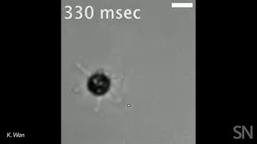 A tethered cell with eight flagella does a rough breaststroke in place | Science News