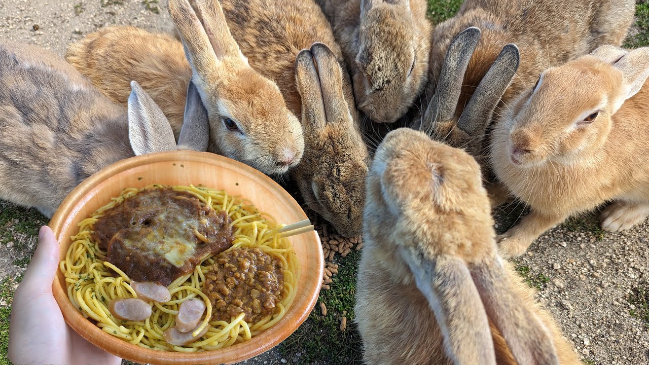 Japan's Famous Rabbit Island! Sharing lunch with a thousand fluffy ...
