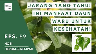 DAUN WARU LANDAK KERING TERMURAH-250 GRAM