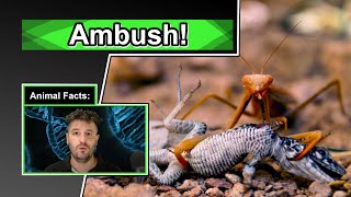 Can this monster hurt you? | 10 COOL PRAYING MANTIS FACTS