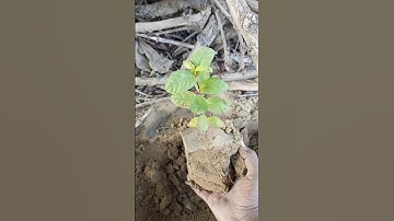 Guava plant shifting #shorts #youtubeshorts #viral #gardening