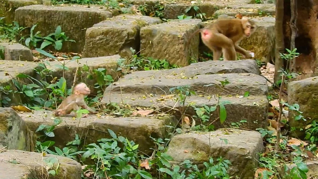 Poor abandoned baby Thor temper tantrum cry angry mom for attention,Libby left baby Thor crying loud