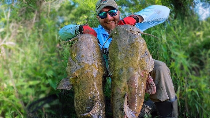 BIG Flathead Catfish on Bank Poles, BAIT Tips/Tricks!