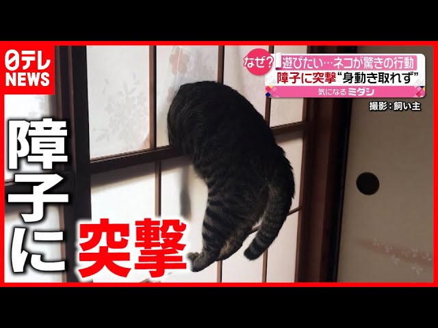 猫 これは事件 外に出ようとした猫の 見たことない風景 Youtube