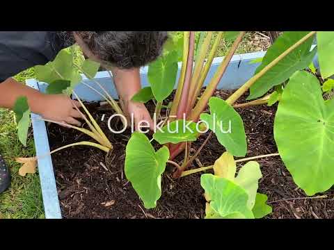 Mahina ʻo ʻOLEKŪKOLU hoʻonui Ikiiki 1