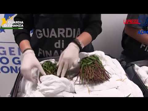 Video Fiumicino, sequestrati 216 kg di khat nei bagagli di un passeggero da Tel Aviv
