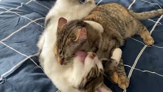 Patty and Matty ' We can't stop....' #cat #bathtime #feel #comfort #cantstop #ねこ #おふろ #気持ち by Mononoke Hime 299 views 1 month ago 36 seconds