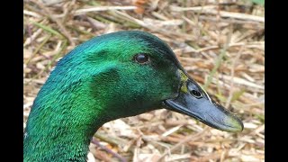 Cayuga Duck Overview and Release into their Pen