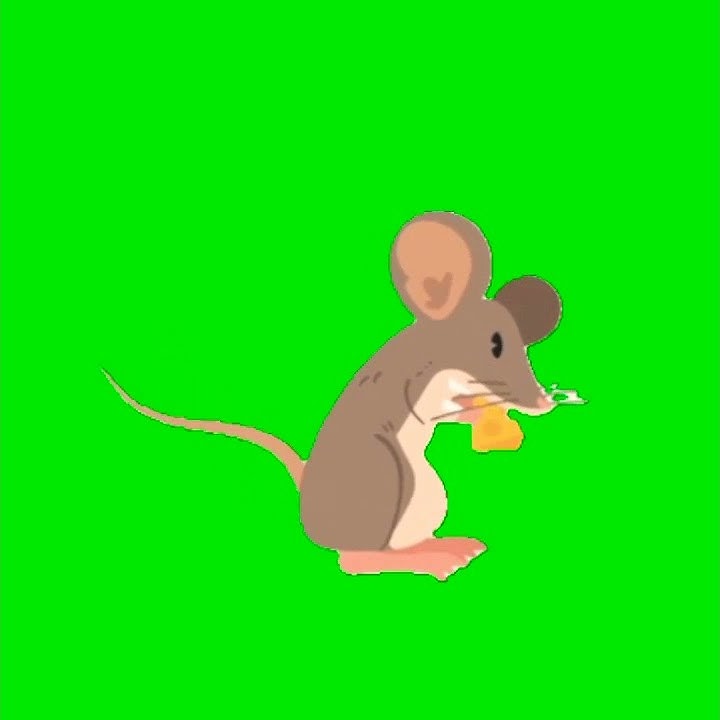 Mentahan Green Screen Tikus Lucu ❗#tikus #hewan #animals #hewanlucu