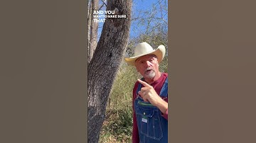 Tapping Black Walnut trees for syrup! #syrup #Foraging #treetapping