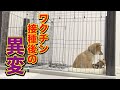 痛みで、ご飯も食べられず、動かなくなった子犬・・・