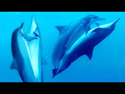 Dolphins Mating