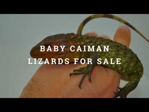 tarantula spider Baby Caiman Lizards for Sale