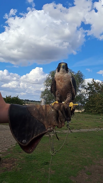 Undisputed King of the Sky #birds #Peregrine #Falcon