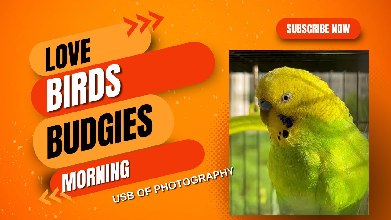 BUDGIES LOVE BIRDS Having Morning Food Love Birds Food budgies