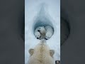 “Frozen Giant: Secret Life of a Polar Bear | Body-Cam Wildlife Documentary #muskox #polarsquad #bear