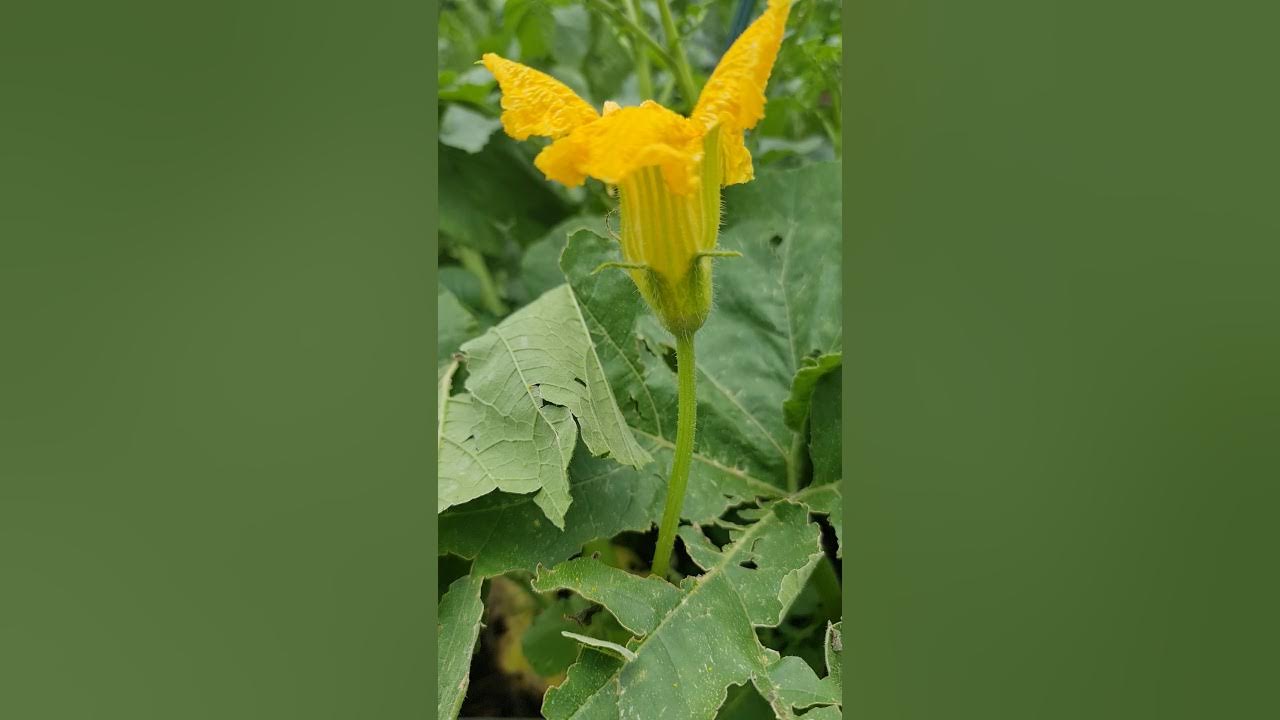How to hand pollinate squash like Butternut, Pumpkin and Zucchini