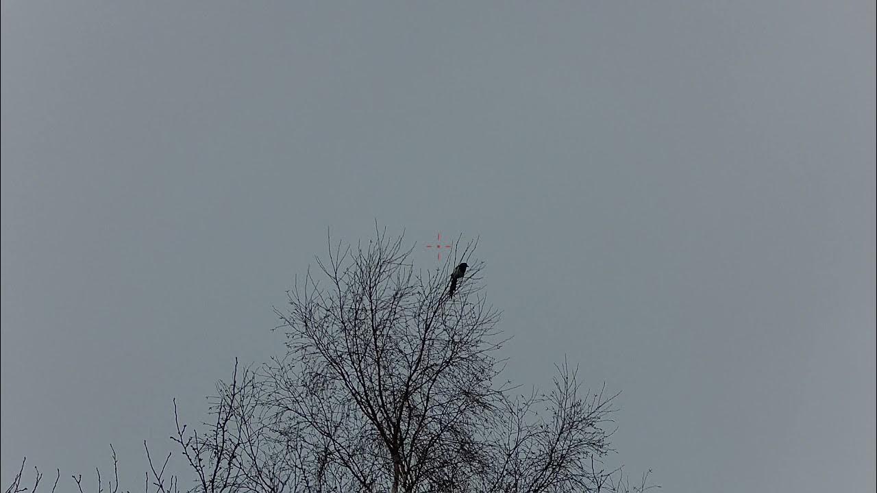 Потерялся ворон. Смешная ворона. Новокаледонский ворон. Потерялась ворона. Потерялась ворона.