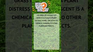 Random Facts You Didn’t Know – Ep.  48 #Shorts #DidYouKnow #MindBlowingFacts
