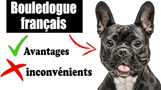 Le Bouledogue français Avantages et Inconvénients | Bouledogue français Le mal Et Le Bien De La Race