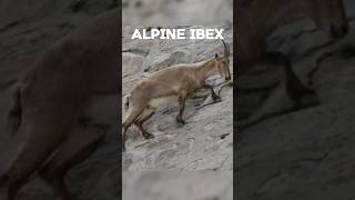 Amazing Climbing Goat?science shorts shortfeed satisfying latest top new viral new