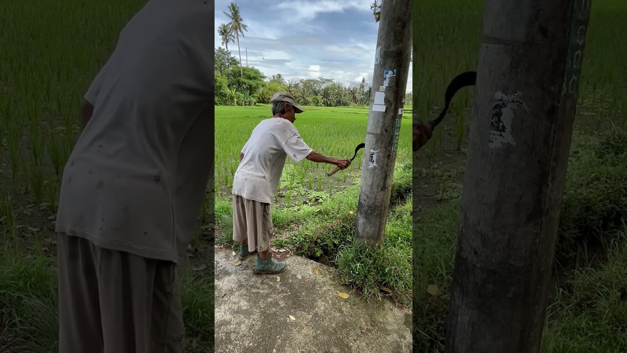 Interesting Scythe Sharpening Technique in Bali