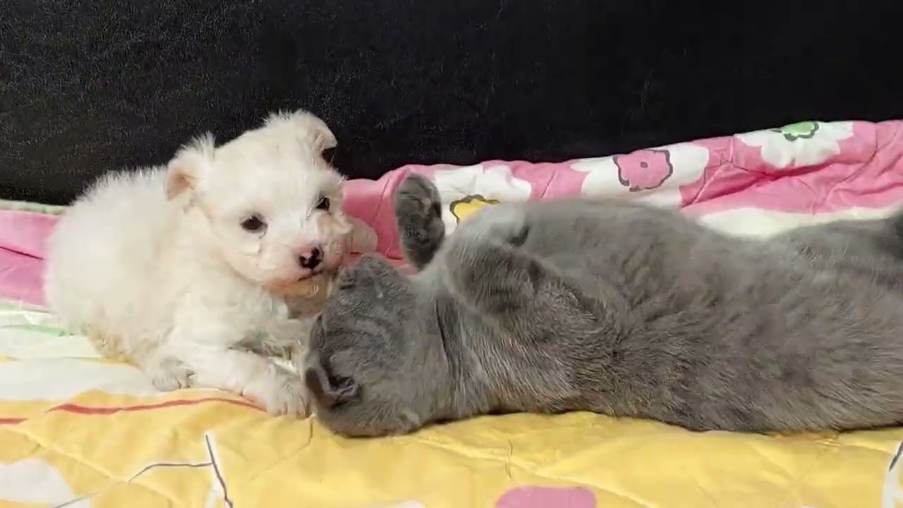 How a Tiny Kitten Goes From Fearing to Loving a Tiny Puppy