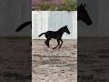 #horse #equestrianjourney #horseenthusiast #horsetrack #horsefan #equestrian #stallion #horsegirl