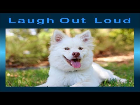 Image result for Watch & LAUGH OUT LOUD - Funniest ANIMALS & PETS