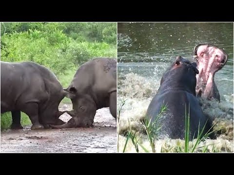 10 Incredible Wild Animal Fights Caught On Camera