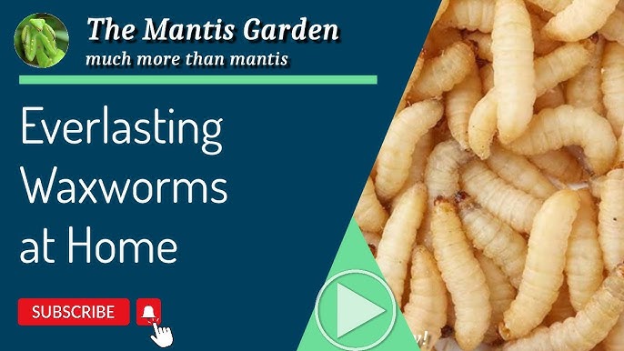 How To Breed WAXWORMS ( Easiest Way) 