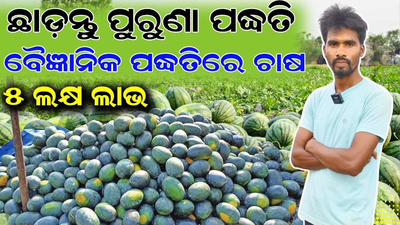 ବୈଜ୍ଞାନିକ ପଦ୍ଧତିରେ ତରଭୁଜ ଚାଷ || How to cultivate watermelon using modern methods ? @EfarmingOdisha