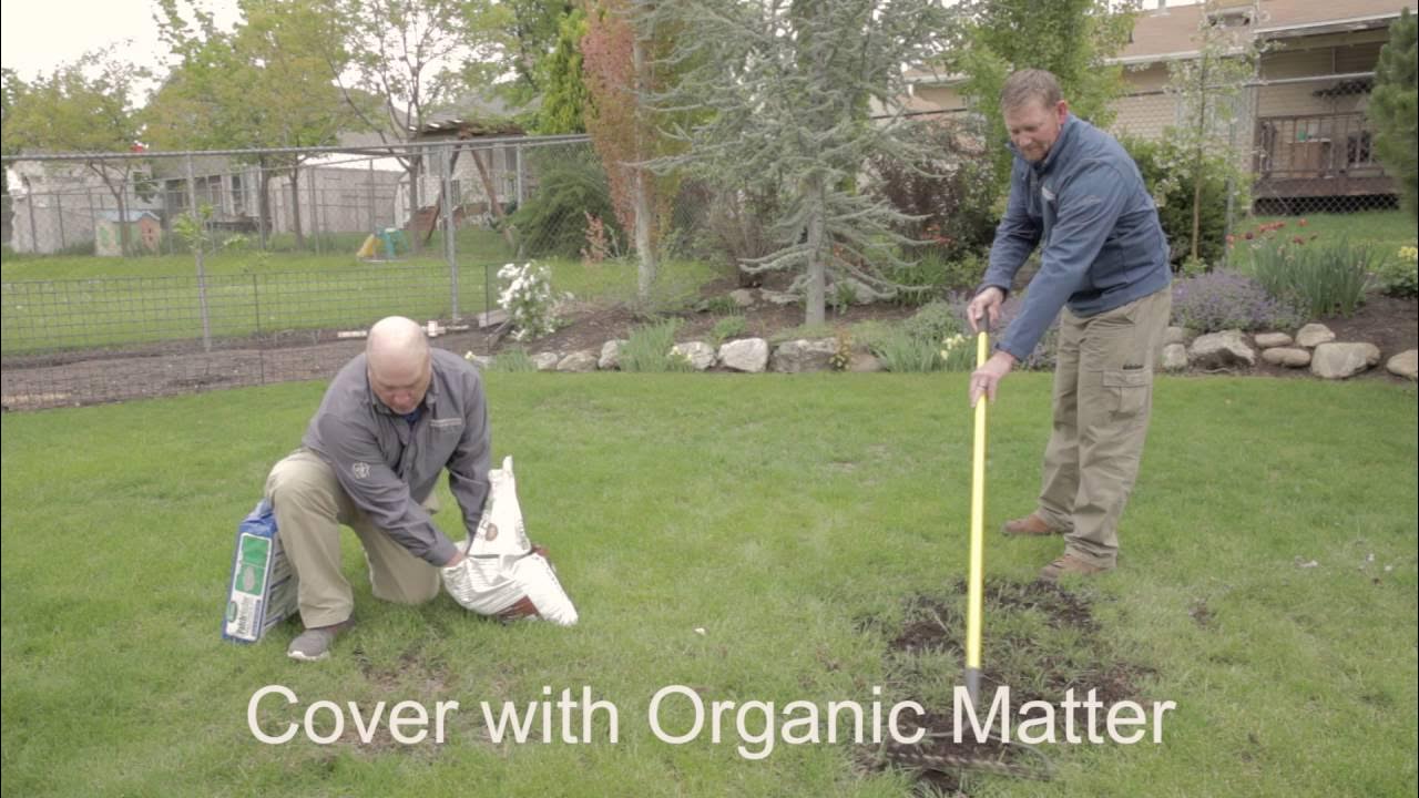 How to Reseed a Lawn - YouTube