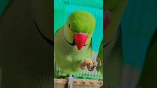 mithu ka video bn raha hai #parrot #talkingparot #funnyanimal #funny #nonstoptalkingparrot