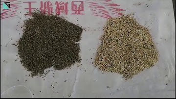 SG Cumin Sorting Machine/Color Sorter Machine