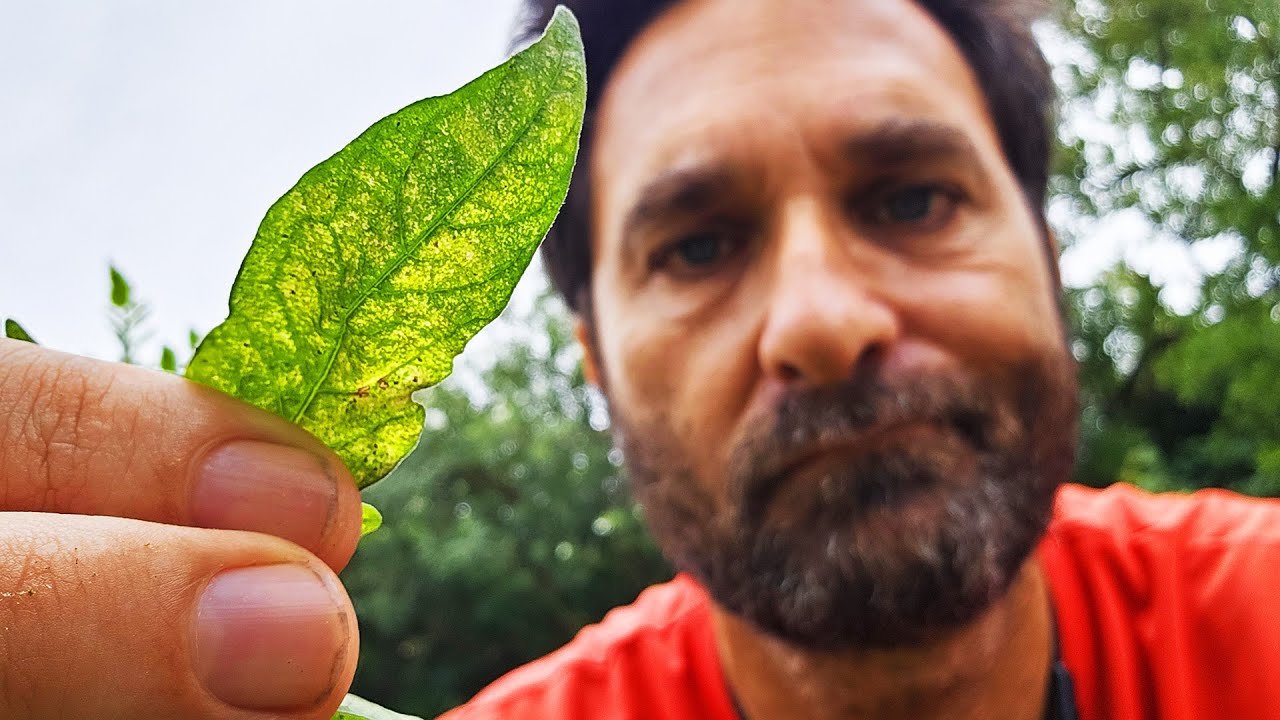 Cómo eliminar la ARAÑUELA ROJA en tomates y huerta de forma ecológica