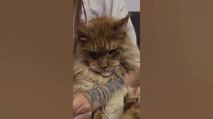 Video 11870641: cats catlover kitty, lazy kitten, kitten playing