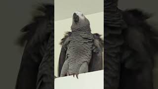 Apollo's Lost It 🤪