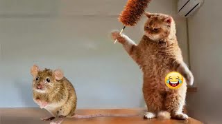 So Funny! Funniest Cats and Dogs 😂😻 Funny Animal Moments 2024 🐱🐱