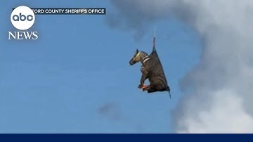 Runaway zebra airlifted after weeklong escape