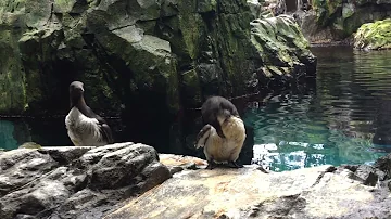 Flapping wings is contagious as seen in this video - Penguins shot from a close range !