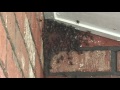 Bee Removal Service Mesa AZ