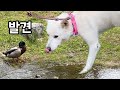 오리고기 먹고나왔는데, 하필 오리랑 마주쳐버린 강아지