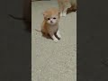 كل شويه نكبر نكبر حبه حبه Like Cat اكسبلور قطط محبي القطط Funny Cats كل شويه نكبر نكبر حبه حبه Like Cat اكسبلور قطط محبي القطط Funny Cats