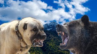 Kangal vs bear fight for territory by Dog Passion 11,485 views 2 years ago 9 minutes, 59 seconds