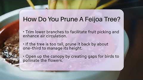 How Do You Prune A Feijoa Tree? - The Plant Enthusiast