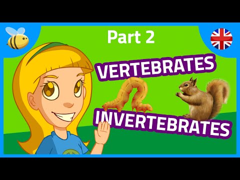 Vertebrates and Invertebrates Animals (part 2) | Kids Videos
