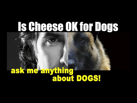 Video: 15 blagovnih znamk za suho pse, ki niso nikoli imele odpovedi